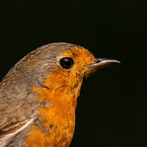 Redwell   20 06 2020   D800   Les 152.jpg